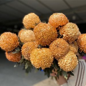 Cúc Mẫu Đơn - Hà Lan - Nâu