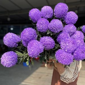 Cúc Mẫu Đơn - Hà Lan - Tím