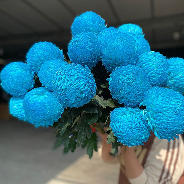 Cúc Mẫu Đơn - Hà Lan - Xanh Ngọc Bích (TEAL)