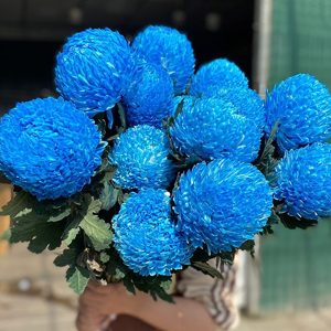 Cúc Mẫu Đơn - Hà Lan - Xanh blue (Royal Blue)