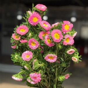 Cúc Nhật Nhí - Côn Minh - Hồng A