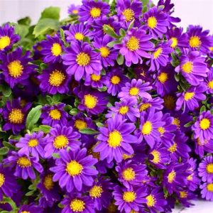 Cúc Nhật Nhí - Côn Minh - Tím A