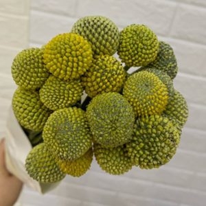 Cúc Nút Áo - Côn Minh A SALE