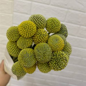 Cúc Nút Áo - Côn Minh A