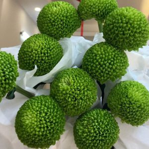 Cúc Ping Pong - Hasfarm - Xanh