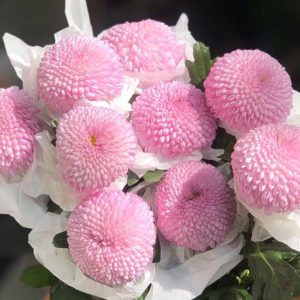 Cúc Ping Pong - Hasfarm - Hồng