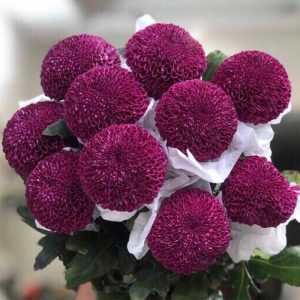 Cúc Ping Pong - Hasfarm - Tím