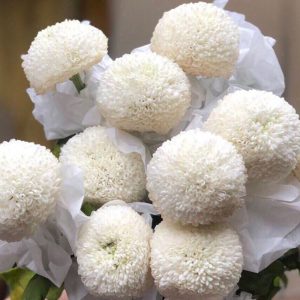 Cúc Ping Pong - Hasfarm - Trắng