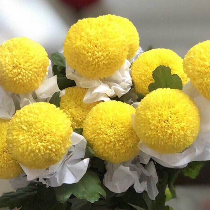 Cúc Ping Pong - Hasfarm - Vàng