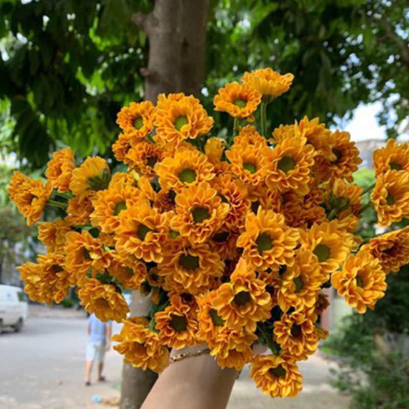 Cúc Rosy - Hasfarm - Cam