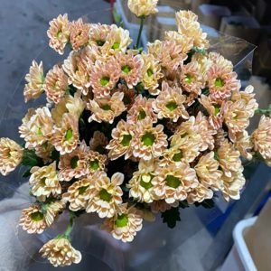 Cúc Rosy - Hasfarm - Nâu