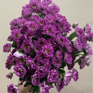 Cúc Rosy - Hasfarm - Tím