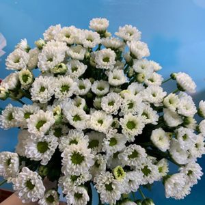 Cúc Rosy - Hasfarm - Trắng