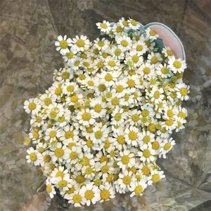 Cúc Tana - Đà Lạt