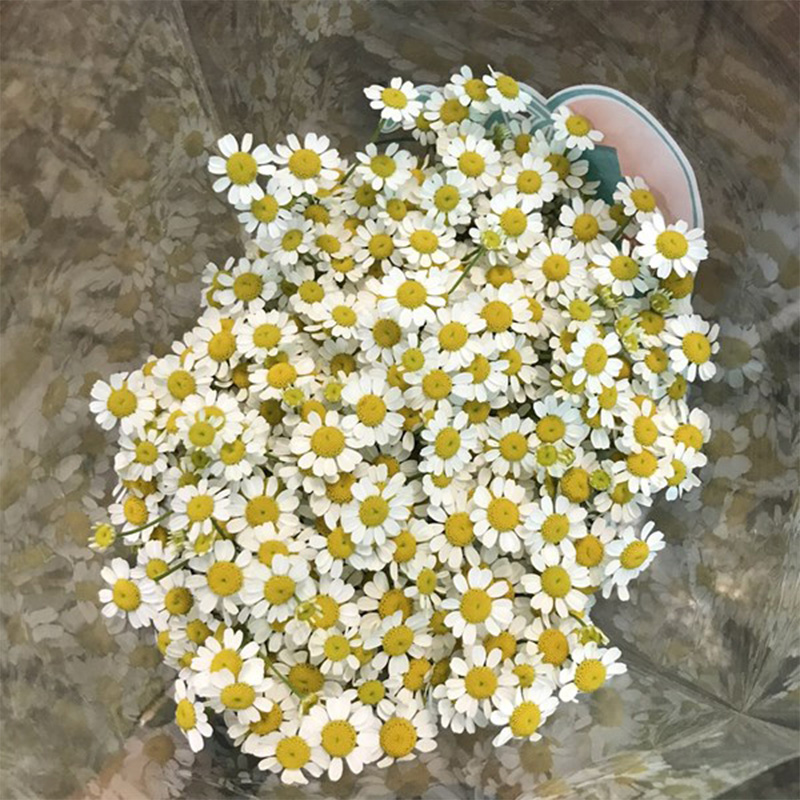 Cúc Tana - Đà Lạt