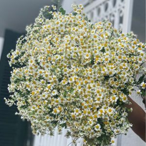 Cúc Tana - Côn Minh A