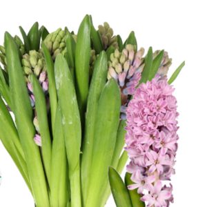 Dạ Lan Hương - Hồng Tím