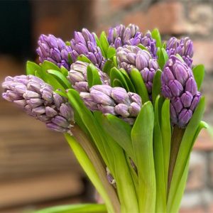 Dạ Lan Hương - Tím