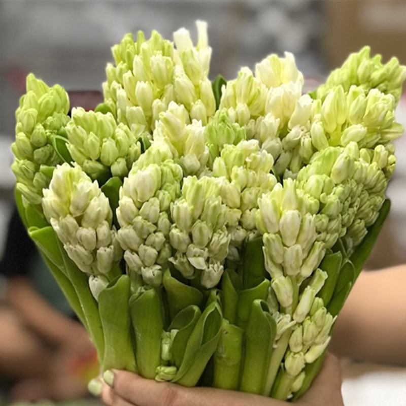 Dạ Lan Hương - Trắng