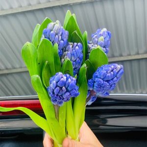 Dạ Lan Hương - Xanh