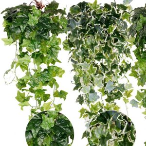 Dây Thường Xuân A