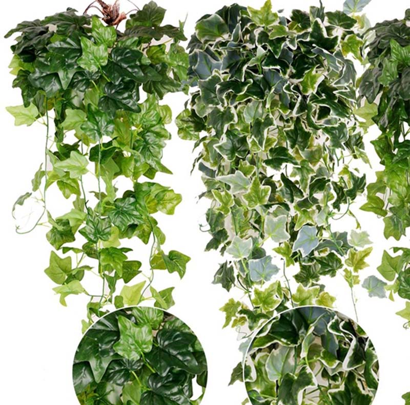 Dây Thường Xuân A