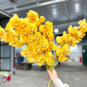 Địa Lan - Vàng A