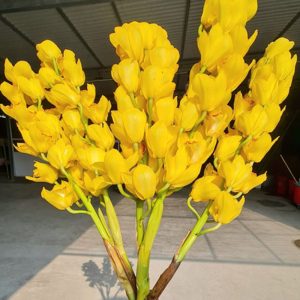 Địa Lan - Vàng Hoàng Hậu