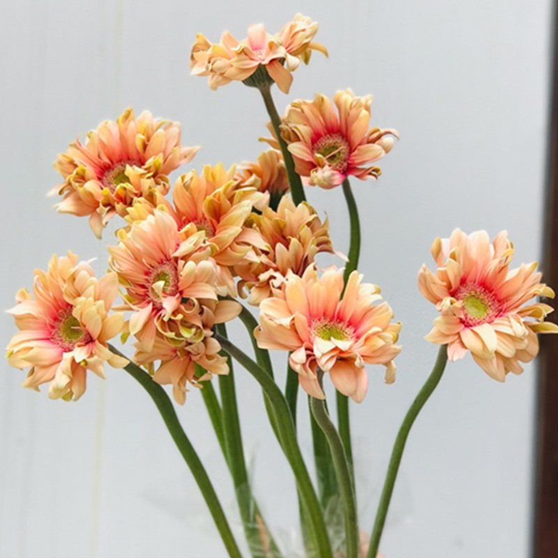 Đồng Tiền Cánh Xoăn - Cam