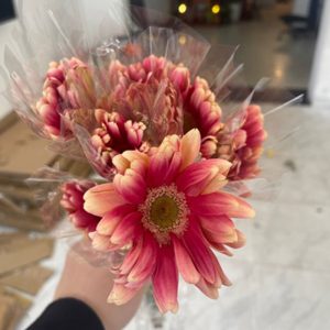 Đồng Tiền Cánh Xoăn - Hồng Đào A