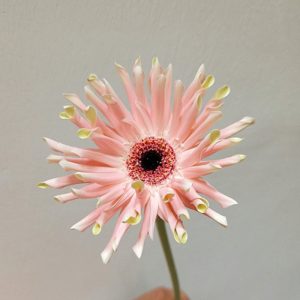 Đồng Tiền Cánh Xoăn - Hồng nhạt