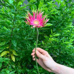 Đồng Tiền Cánh Xoăn - Hồng Sen A