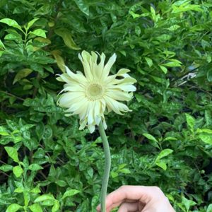 Đồng Tiền Cánh Xoăn - Trắng Kem A