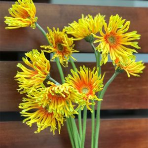 Đồng Tiền Cánh Xoăn - Vàng A