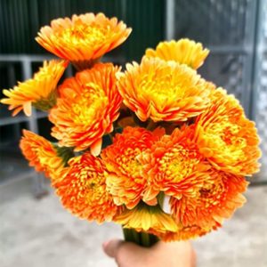 Đồng tiền kép Nhật - Cam