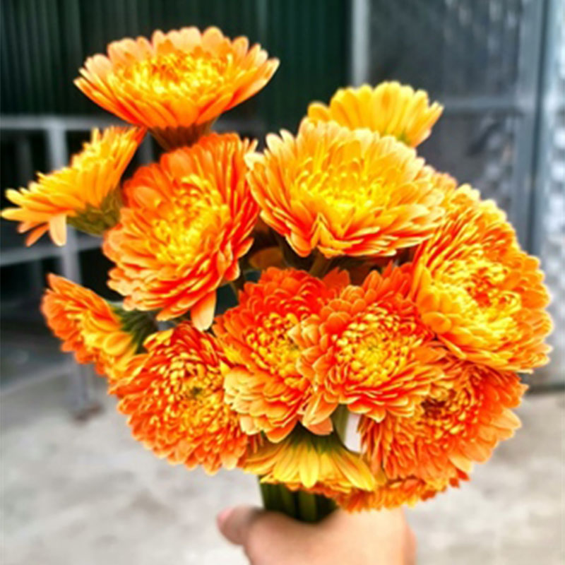 Đồng tiền kép Nhật - Cam