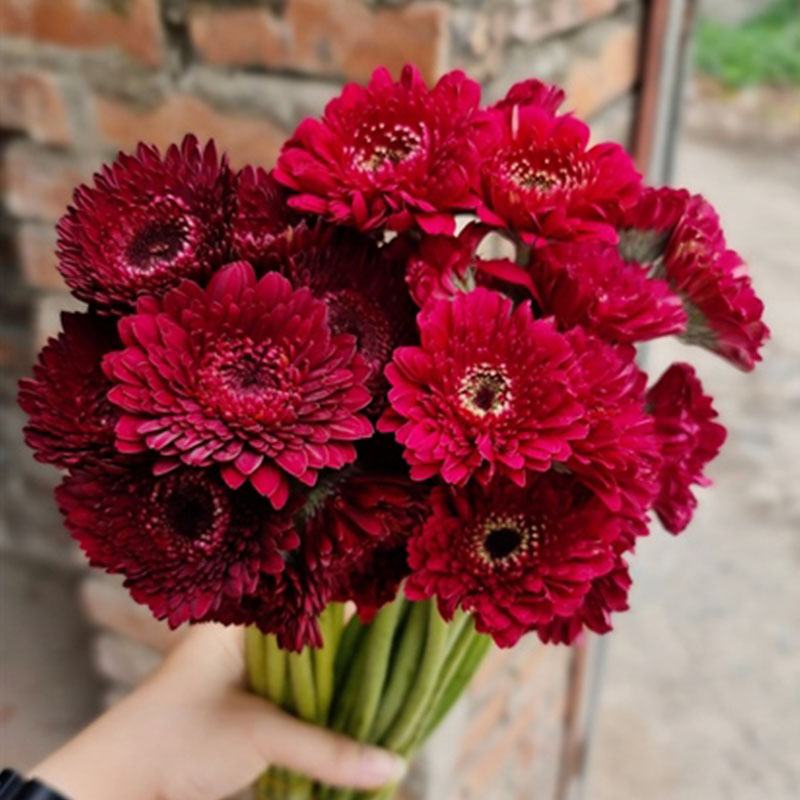 Đồng Tiền Kép Nhật - Đỏ