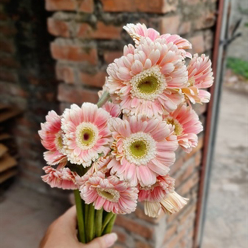 Đồng Tiền Kép Nhật - Hồng