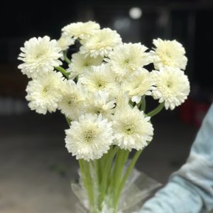 Đồng Tiền Kép Nhật - Trắng