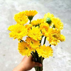 Đồng tiền kép Nhật - Vàng