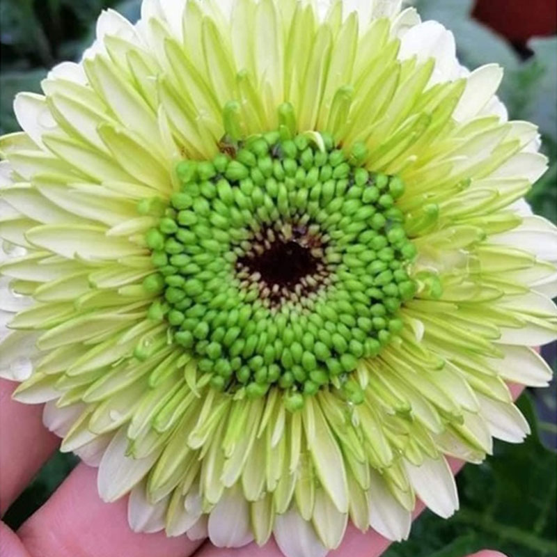 Đồng tiền kép Nhật - Xanh