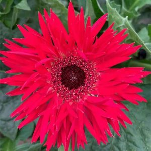 Đồng Tiền Kim - Đỏ A