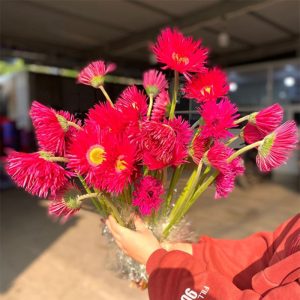 Đồng Tiền Kim - Hồng Pink floy