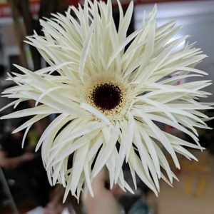 Đồng tiền kim - Trắng A