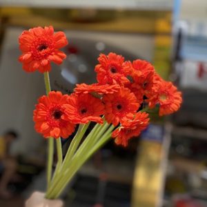 Đồng Tiền Nhí - Cam