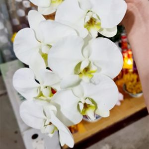 Hồ Điệp Màu - Xanh Cốm