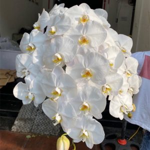 Hồ Điệp - Trắng A