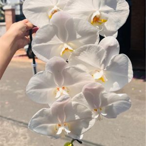 Hồ Điệp Trắng - A+