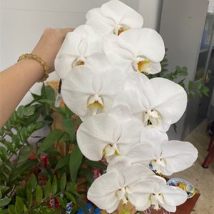 Hồ Điệp - Trắng B