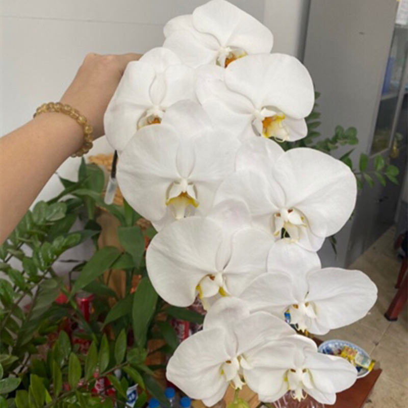 Hồ Điệp - Trắng B